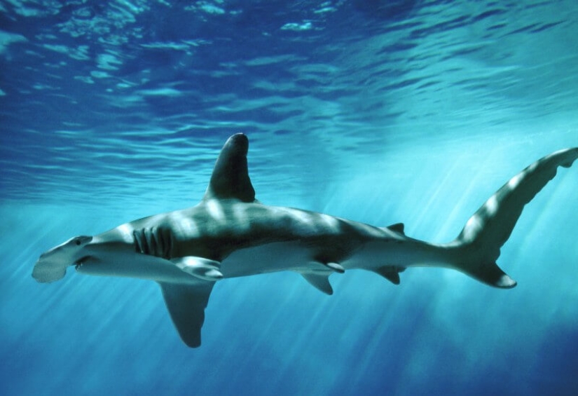 Why does the hammerhead shark have such a strange head shape? Why does the hammerhead shark have such a strange head shape?
