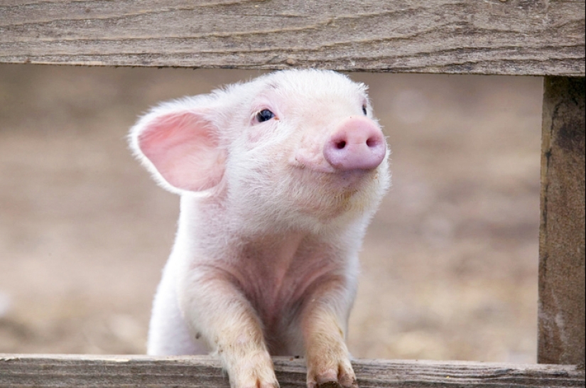 Why don't Jews eat pork? The history of complex relationships Why don't Jews eat pork? The history of complex relationships