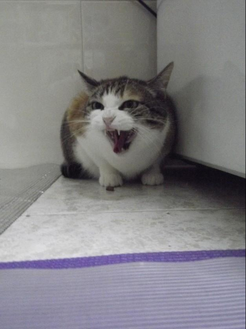 Why hedgehogs are better than cats