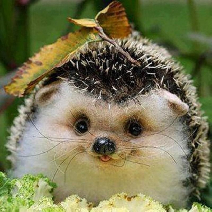 Why hedgehogs are better than cats