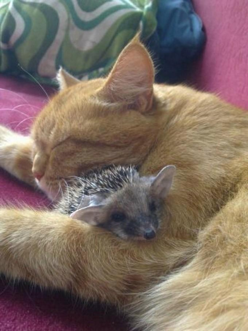 Why hedgehogs are better than cats