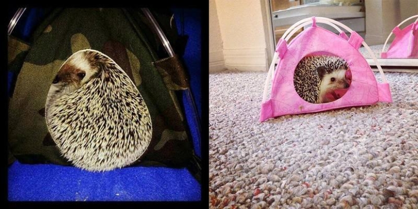 Why hedgehogs are better than cats