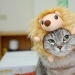 Why hedgehogs are better than cats Why hedgehogs are better than cats