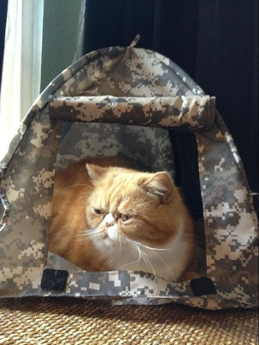 Why hedgehogs are better than cats