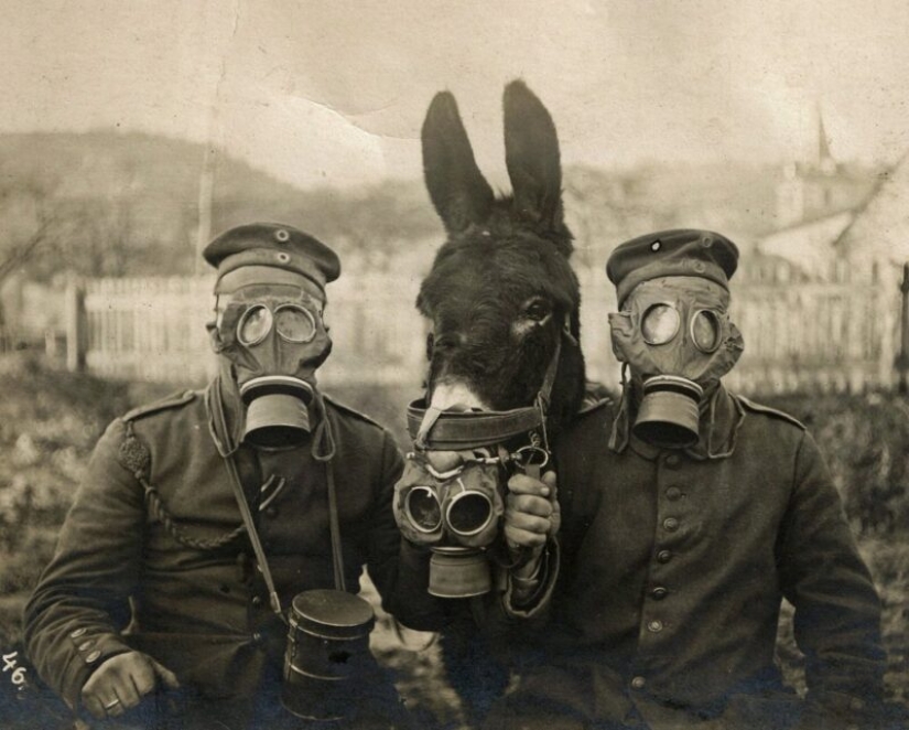 Why Hitler had a moustache brush and where mustard gas Why Hitler had a moustache brush and where mustard gas