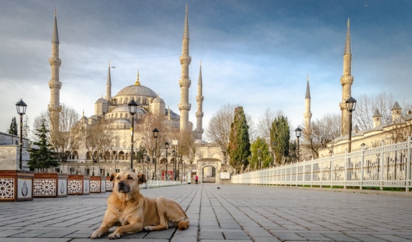Why in many cultures dogs were considered unclean animals