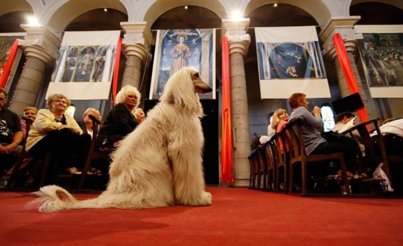 Why in many cultures dogs were considered unclean animals