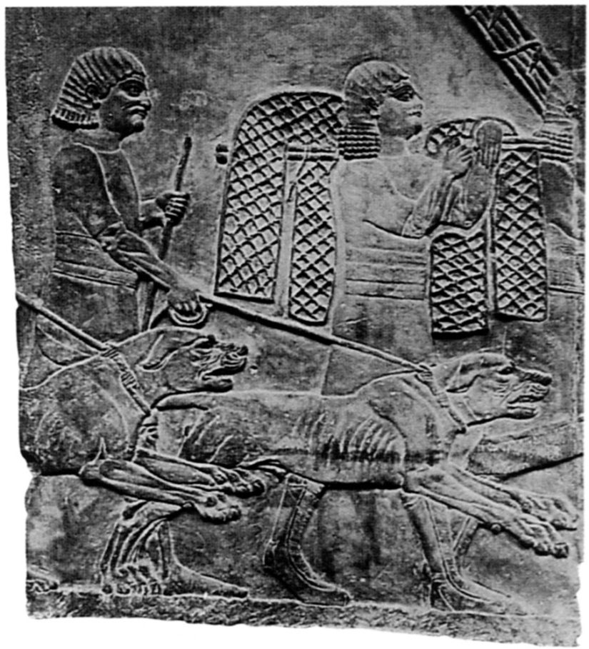 Why in many cultures dogs were considered unclean animals