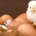 Why is it better to buy white and not brown eggs Why is it better to buy white and not brown eggs