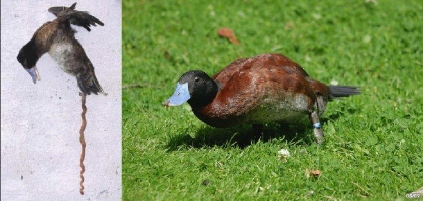 Why is the human penis so small and plain compared to animal penises?