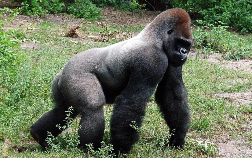 Why is the human penis so small and plain compared to animal penises?