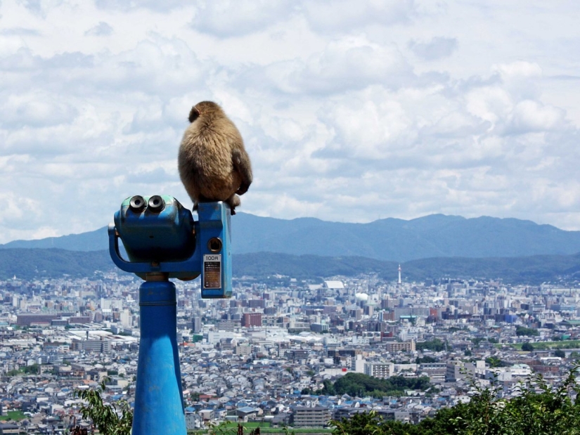Why Kyoto was chosen as the best city in the world: 23 photo evidence