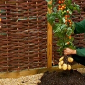 Why pomato, or tomato-potato, cannot conquer the world Why pomato, or tomato-potato, cannot conquer the world