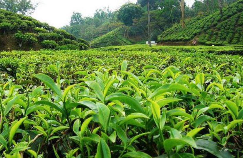 Why tea is called "tea"