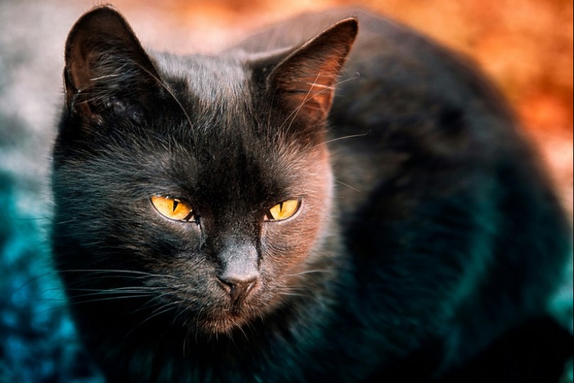 Why the Catholic Church dislikes cats