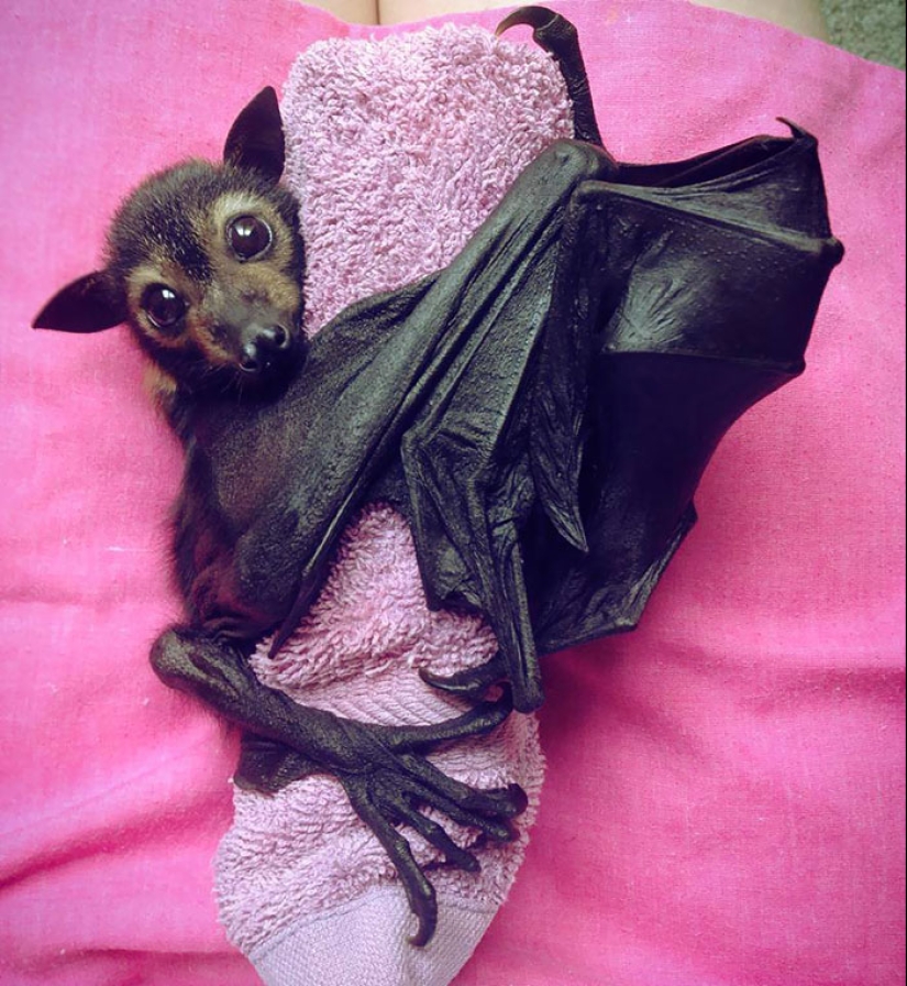 Why We&#39;re No Longer Afraid of Bats