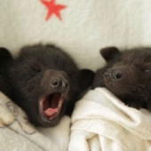 Why We're No Longer Afraid of Bats