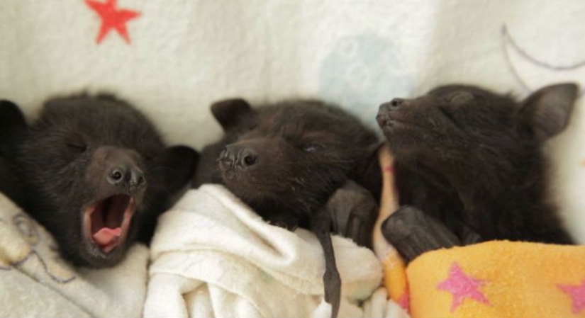 Why We&#39;re No Longer Afraid of Bats