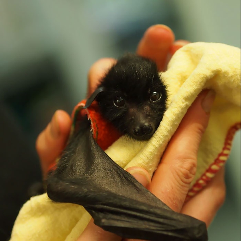 Why We&#39;re No Longer Afraid of Bats
