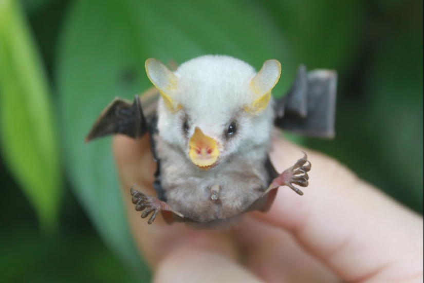 Why We&#39;re No Longer Afraid of Bats