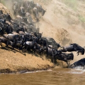 Wildebeest migration — a leap of fate