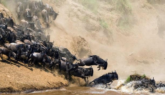 Wildebeest migration — a leap of fate Wildebeest migration — a leap of fate