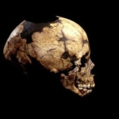 Will a woman be able to bear and give birth to a Neanderthal Will a woman be able to bear and give birth to a Neanderthal