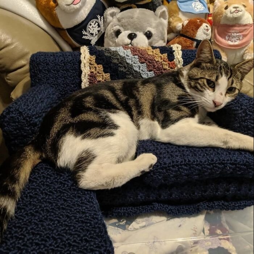 With your own hands: funny knitted couches for cats With your own hands: funny knitted couches for cats