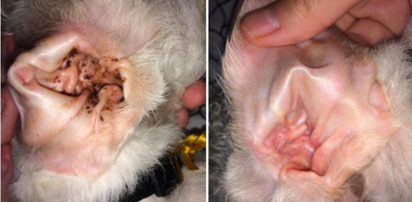 Without photoshop: 26 goods from online stores that have confirmed its effectiveness