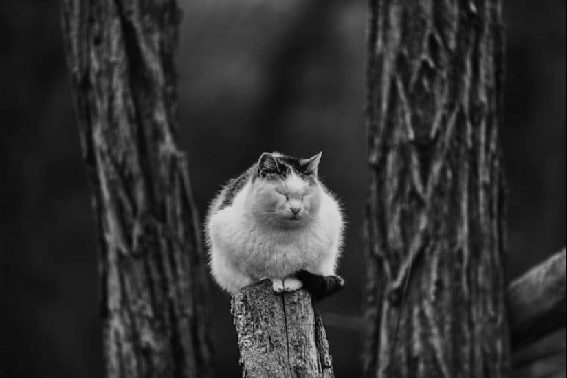 Without the cat, and life is not the same: balanced cats acrobats demonstrate the wonders of balance Without the cat, and life is not the same: balanced cats acrobats demonstrate the wonders of balance