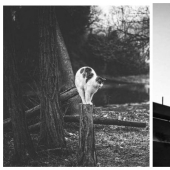 Without the cat, and life is not the same: balanced cats acrobats demonstrate the wonders of balance