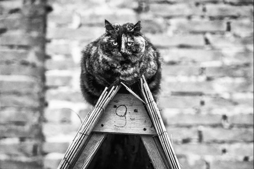 Without the cat, and life is not the same: balanced cats acrobats demonstrate the wonders of balance Without the cat, and life is not the same: balanced cats acrobats demonstrate the wonders of balance