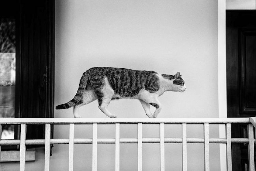 Without the cat, and life is not the same: balanced cats acrobats demonstrate the wonders of balance Without the cat, and life is not the same: balanced cats acrobats demonstrate the wonders of balance