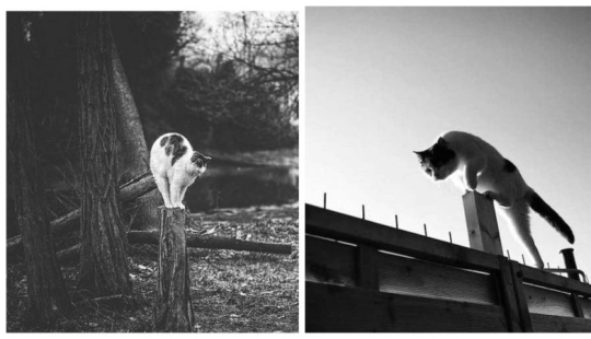 Without the cat, and life is not the same: balanced cats acrobats demonstrate the wonders of balance