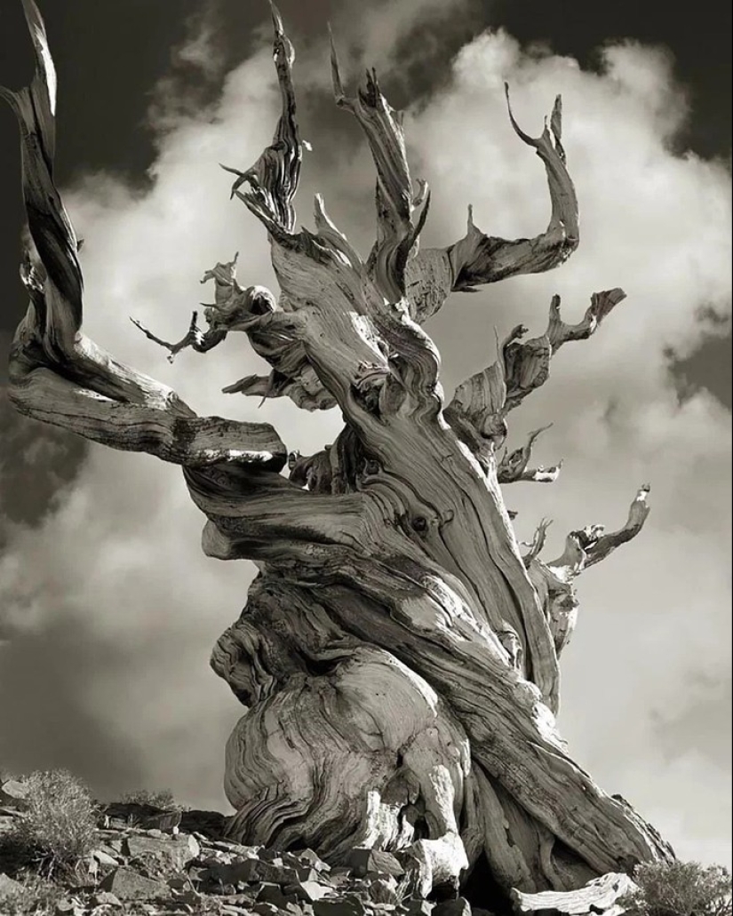 Woman spent 14 years in search of ancient trees. And it's no wonder!
