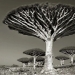 Woman spent 14 years in search of ancient trees. And it's no wonder! Woman spent 14 years in search of ancient trees. And it's no wonder!