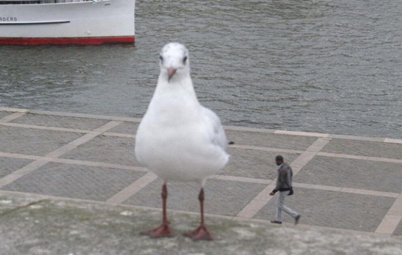 Worth a closer look: 17 funny pictures from the series " It seemed»