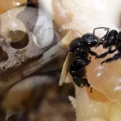 “Wrong” vulture bees that feed on carrion and make “correct honey” “Wrong” vulture bees that feed on carrion and make “correct honey”