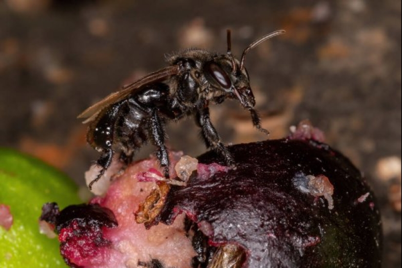 “Wrong” vulture bees that feed on carrion and make “correct honey”