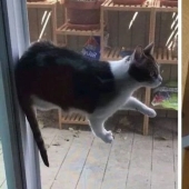 Ya no hay atracción: 30 gatos que querían escupir en las leyes de la física Ya no hay atracción: 30 gatos que querían escupir en las leyes de la física