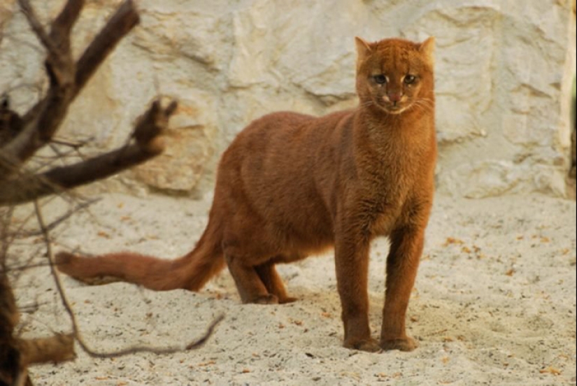 Yaguarundi — long tweeting cat that is friends with monkeys and eat bananas Yaguarundi — long tweeting cat that is friends with monkeys and eat bananas