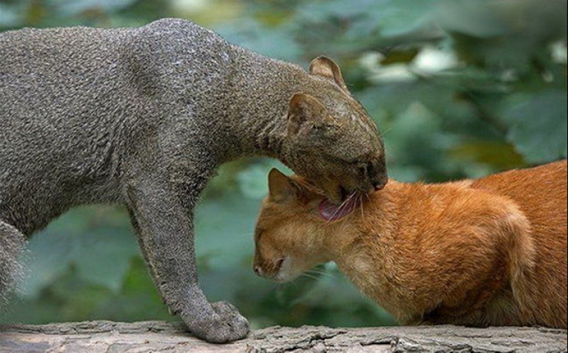 Yaguarundi — long tweeting cat that is friends with monkeys and eat bananas Yaguarundi — long tweeting cat that is friends with monkeys and eat bananas