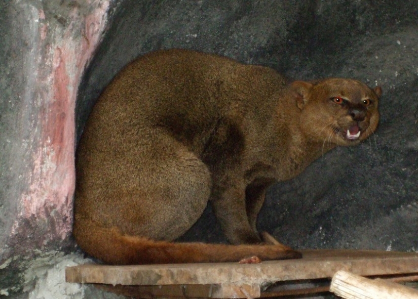 Yaguarundi — long tweeting cat that is friends with monkeys and eat bananas Yaguarundi — long tweeting cat that is friends with monkeys and eat bananas