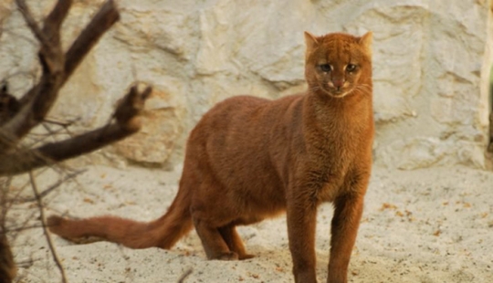 Yaguarundi — long tweeting cat that is friends with monkeys and eat bananas Yaguarundi — long tweeting cat that is friends with monkeys and eat bananas