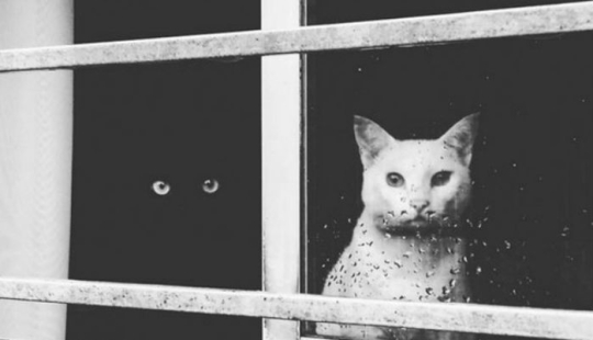 Yin y Yang: focas blancas y negras que se ven tan perfectas que parecen ser una Yin y Yang: focas blancas y negras que se ven tan perfectas que parecen ser una