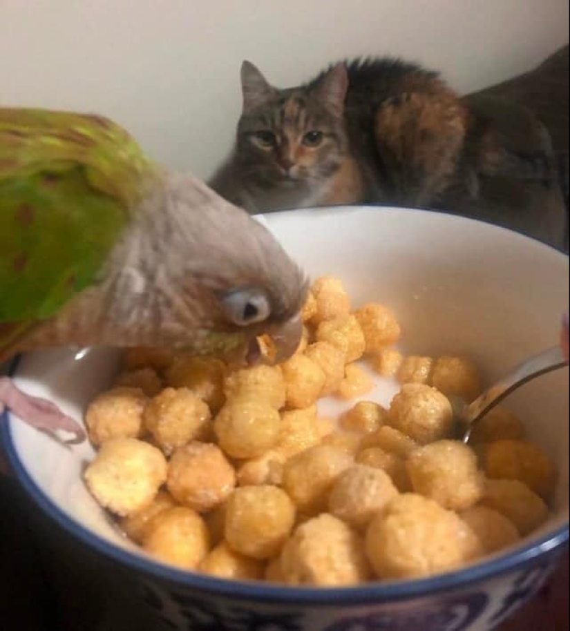 You can't refuse them! 22 photos of animals looking at food You can't refuse them! 22 photos of animals looking at food