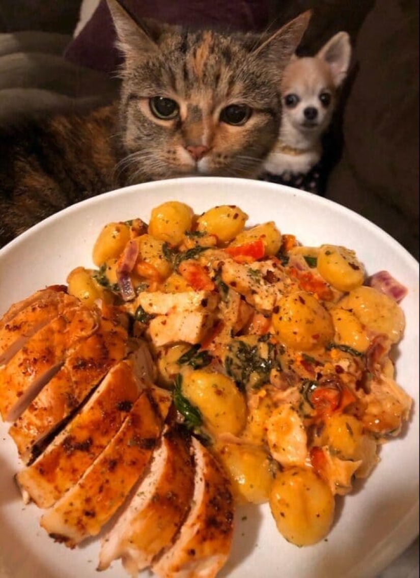 You can't refuse them! 22 photos of animals looking at food You can't refuse them! 22 photos of animals looking at food