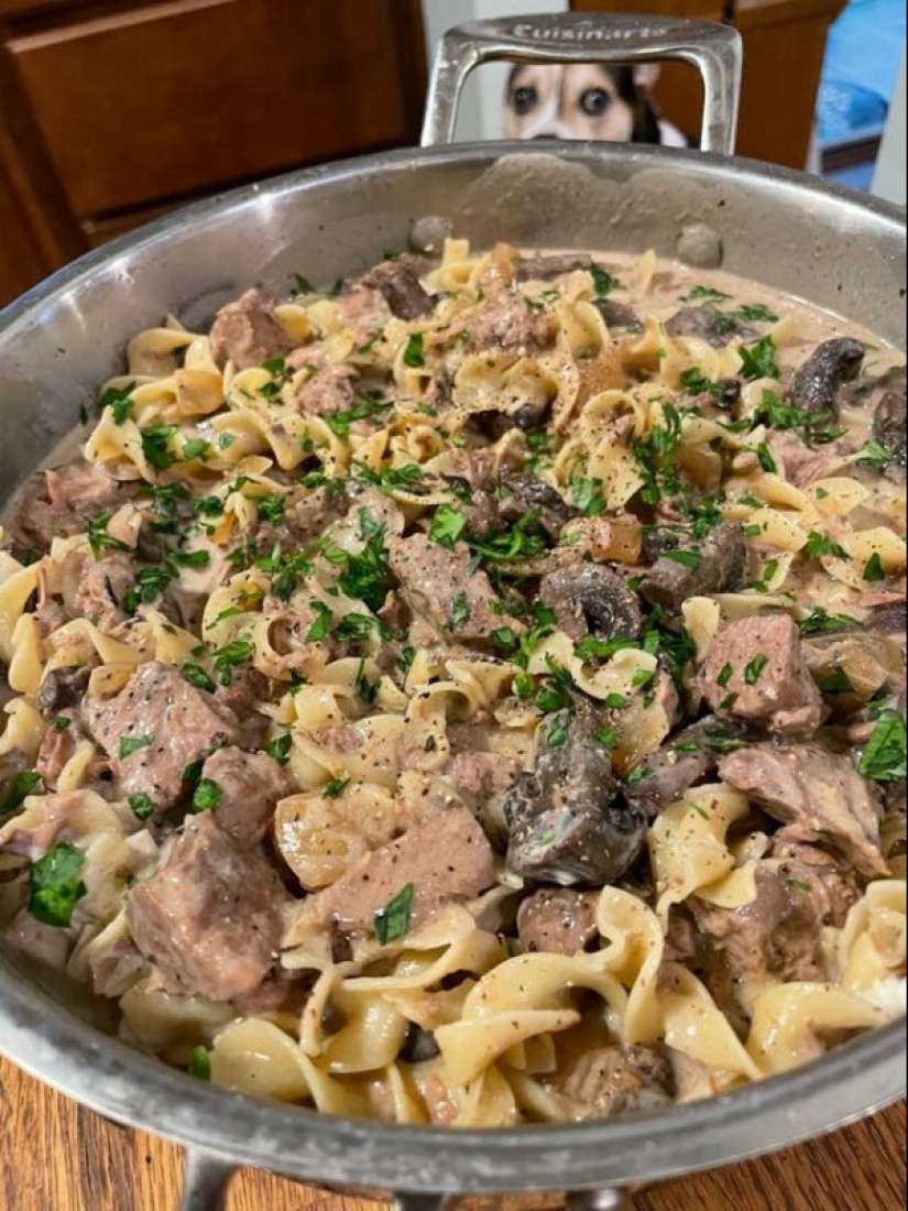 You can't refuse them! 22 photos of animals looking at food You can't refuse them! 22 photos of animals looking at food