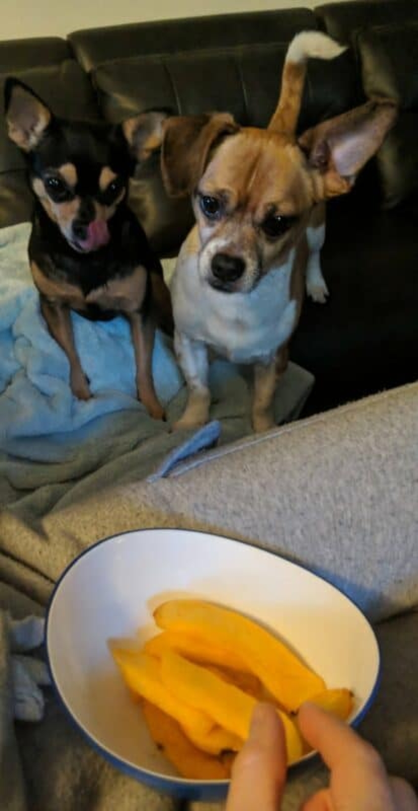 You can't refuse them! 22 photos of animals looking at food You can't refuse them! 22 photos of animals looking at food