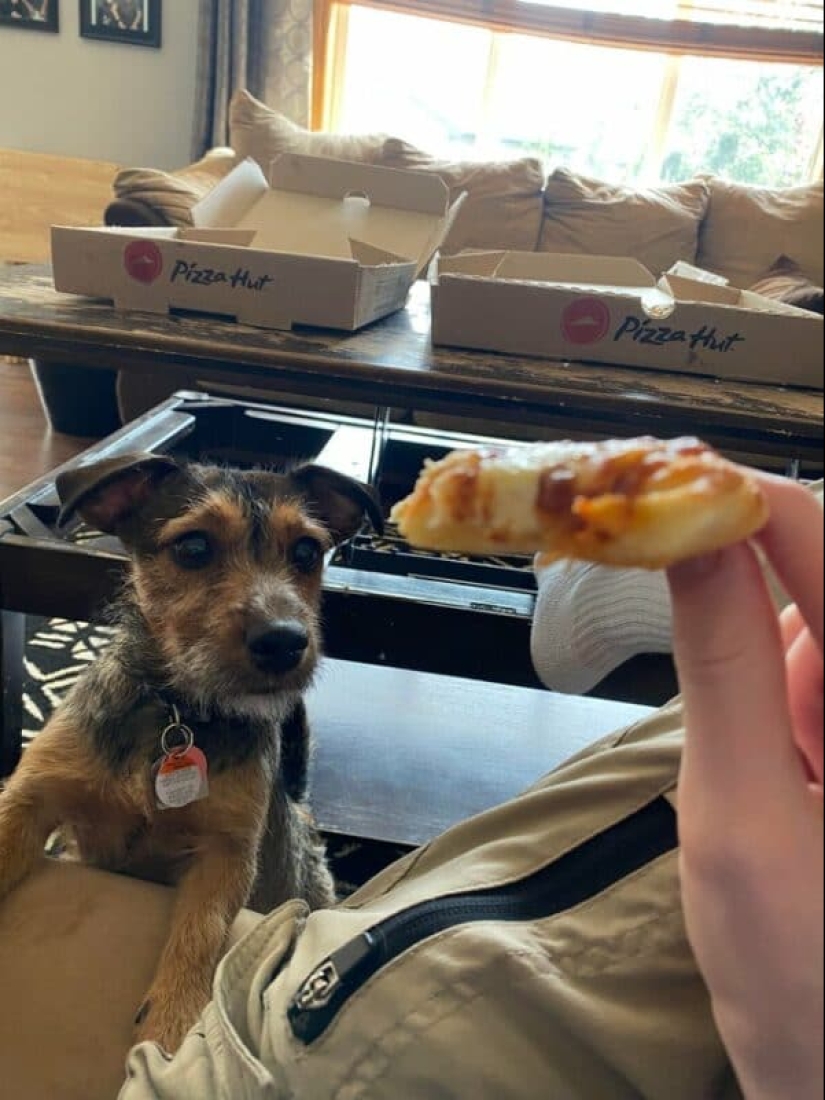 You can't refuse them! 22 photos of animals looking at food You can't refuse them! 22 photos of animals looking at food